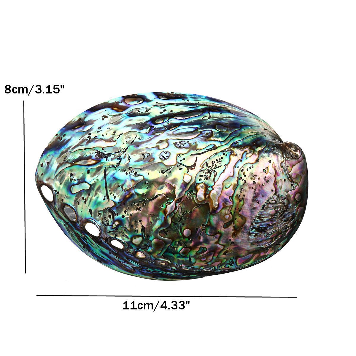 Natural-Fine-Polished-Abalone-Shell-Seashells-Conch-10-12cm-Home-Fish-Tank-Decorations-1537995