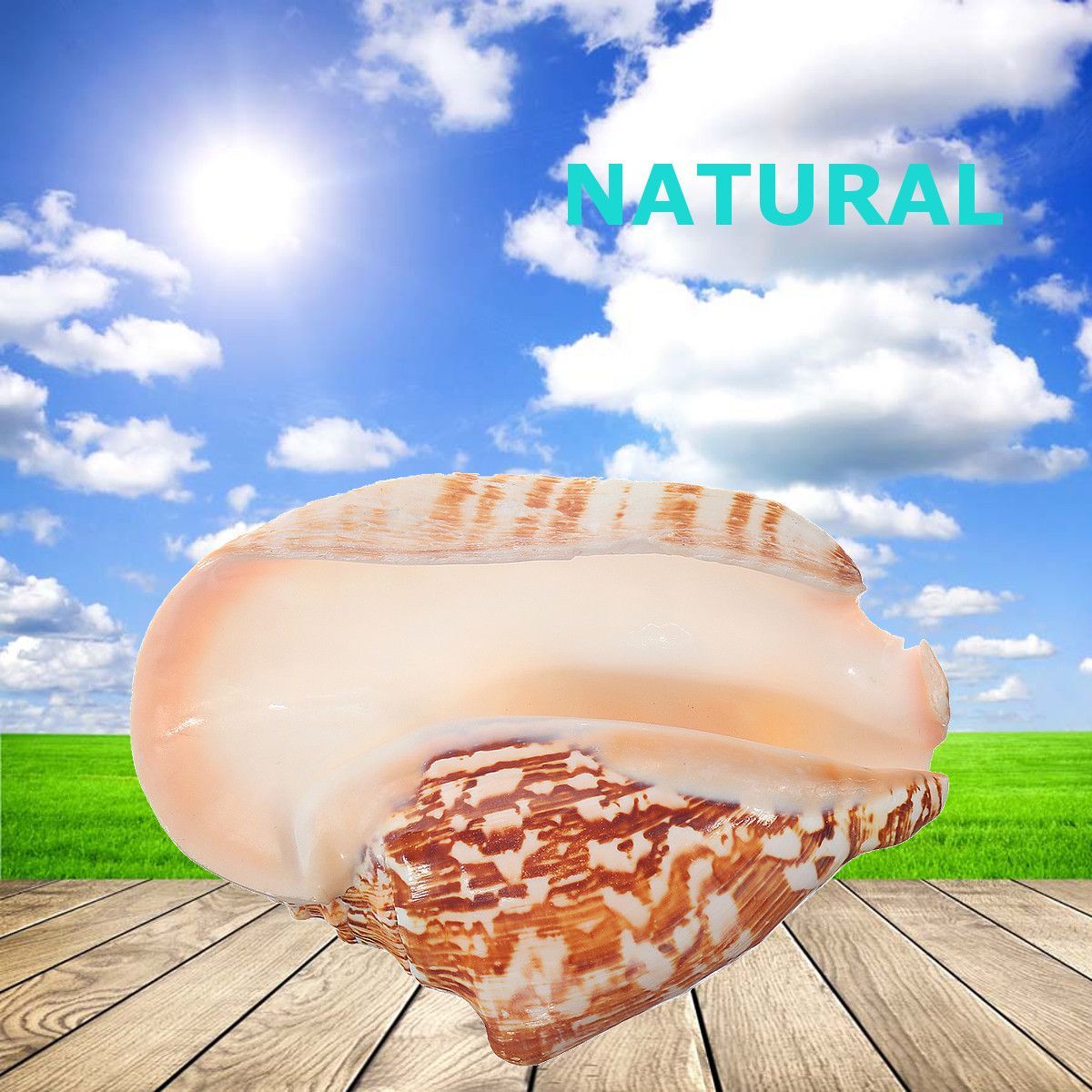 Natural-Shell-Conch-Phoenix-Ear-Conch-Coral-Sea-Beach-Ornament-Fish-Tank-Decorations-1476959