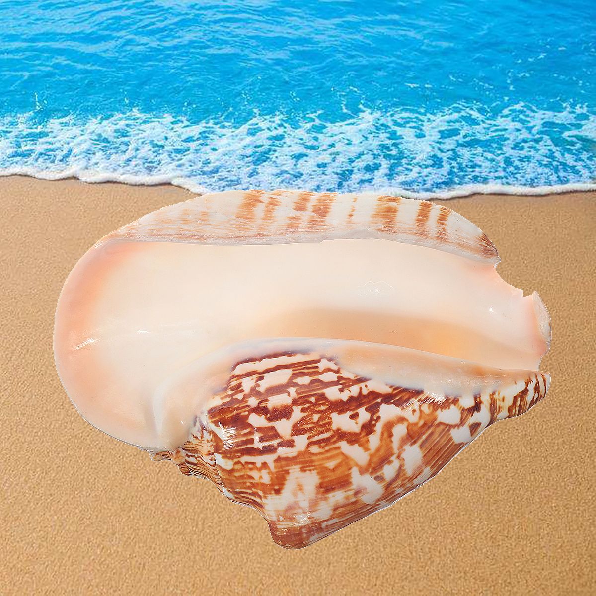 Natural-Shell-Conch-Phoenix-Ear-Conch-Coral-Sea-Beach-Ornament-Fish-Tank-Decorations-1476959