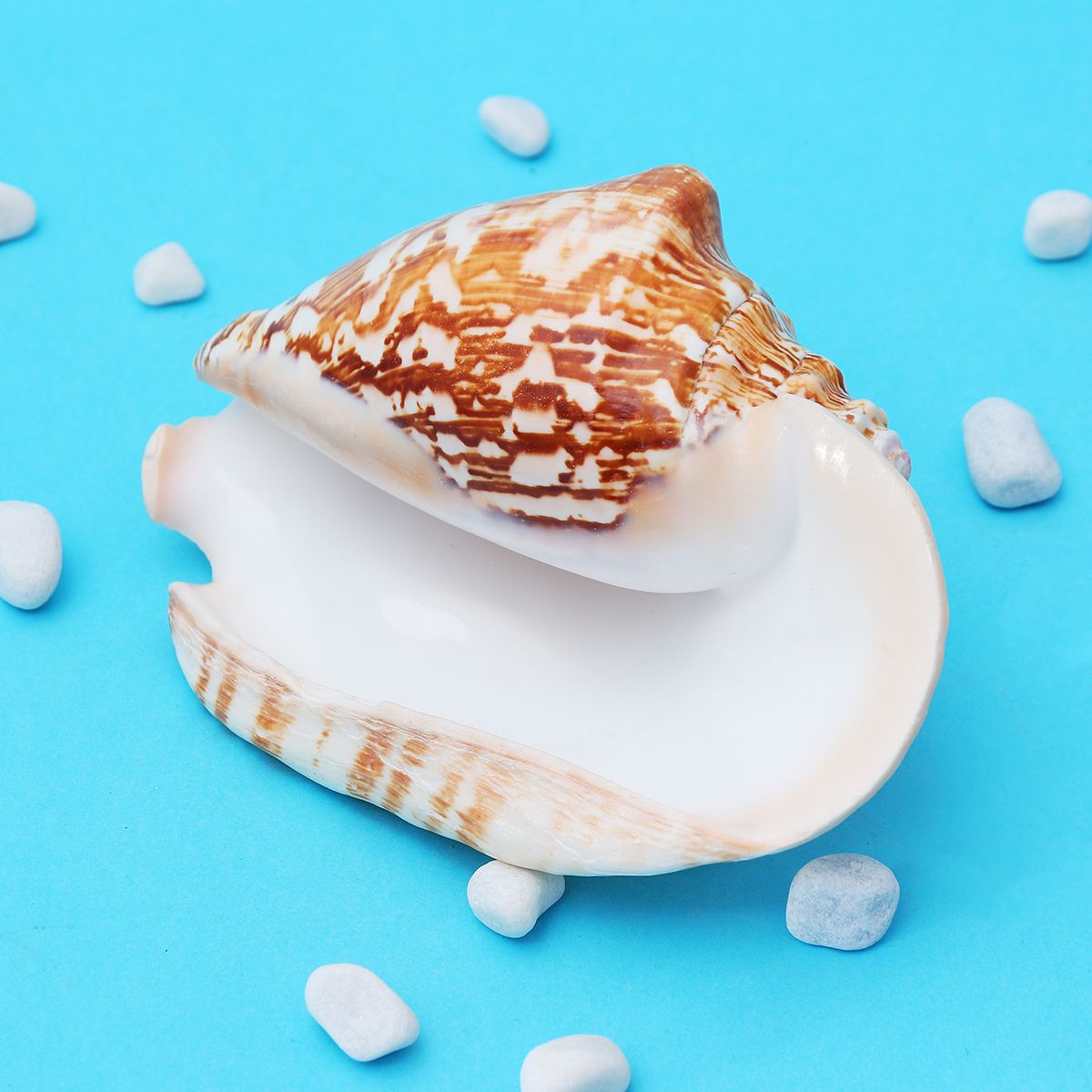 Natural-Shell-Conch-Phoenix-Ear-Conch-Coral-Sea-Beach-Ornament-Fish-Tank-Decorations-1476959