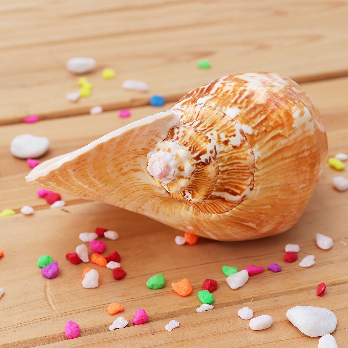 Natural-Shell-Conch-Phoenix-Ear-Conch-Coral-Sea-Beach-Ornament-Fish-Tank-Decorations-1476959