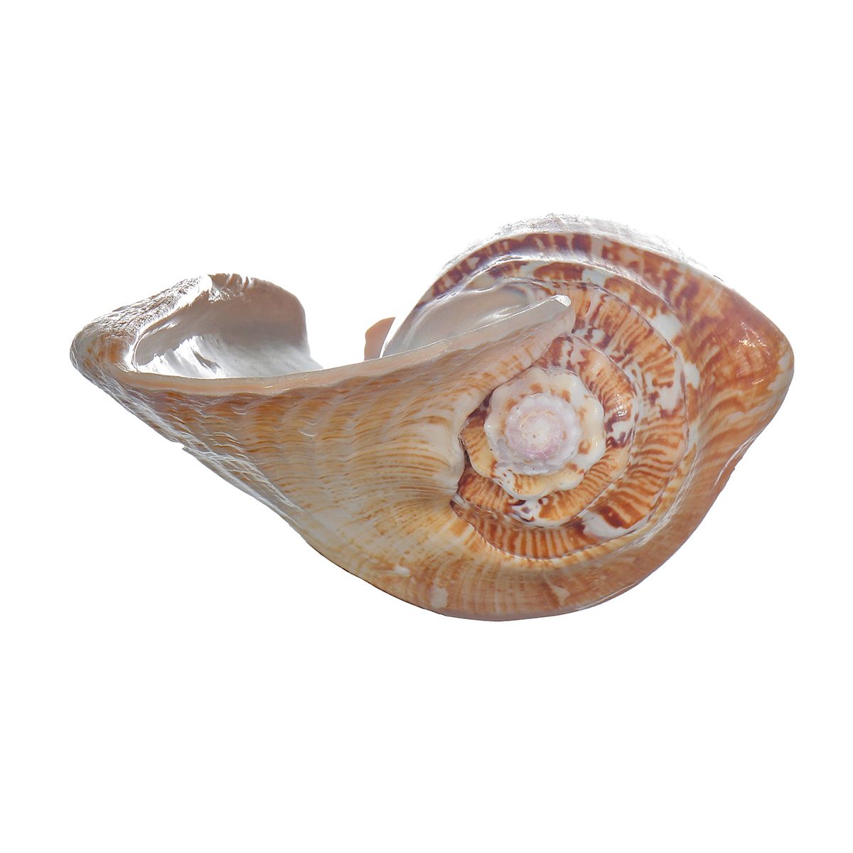 Natural-Shell-Conch-Phoenix-Ear-Conch-Coral-Sea-Beach-Ornament-Fish-Tank-Decorations-1476959