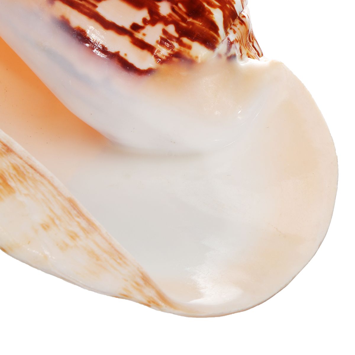 Natural-Shell-Conch-Phoenix-Ear-Conch-Coral-Sea-Beach-Ornament-Fish-Tank-Decorations-1476959