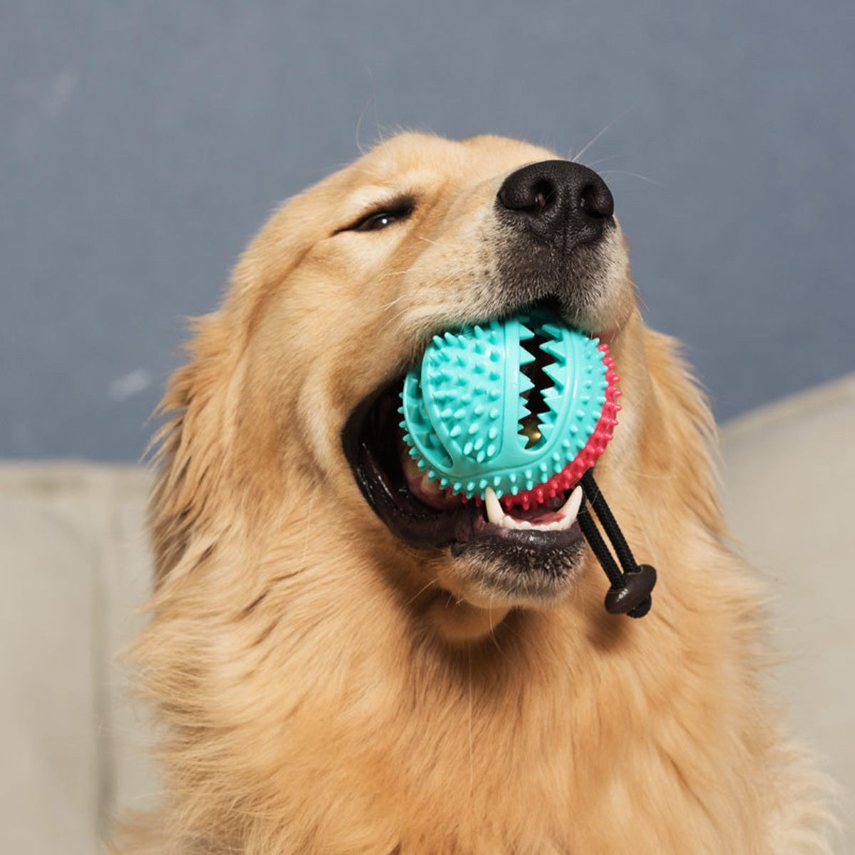 Pet-Molar-Bite-Toy-Dog-Ball-Chew-Toys-Pet-Tooth-Cleaning-Built-in-Sound-Toys-1638916