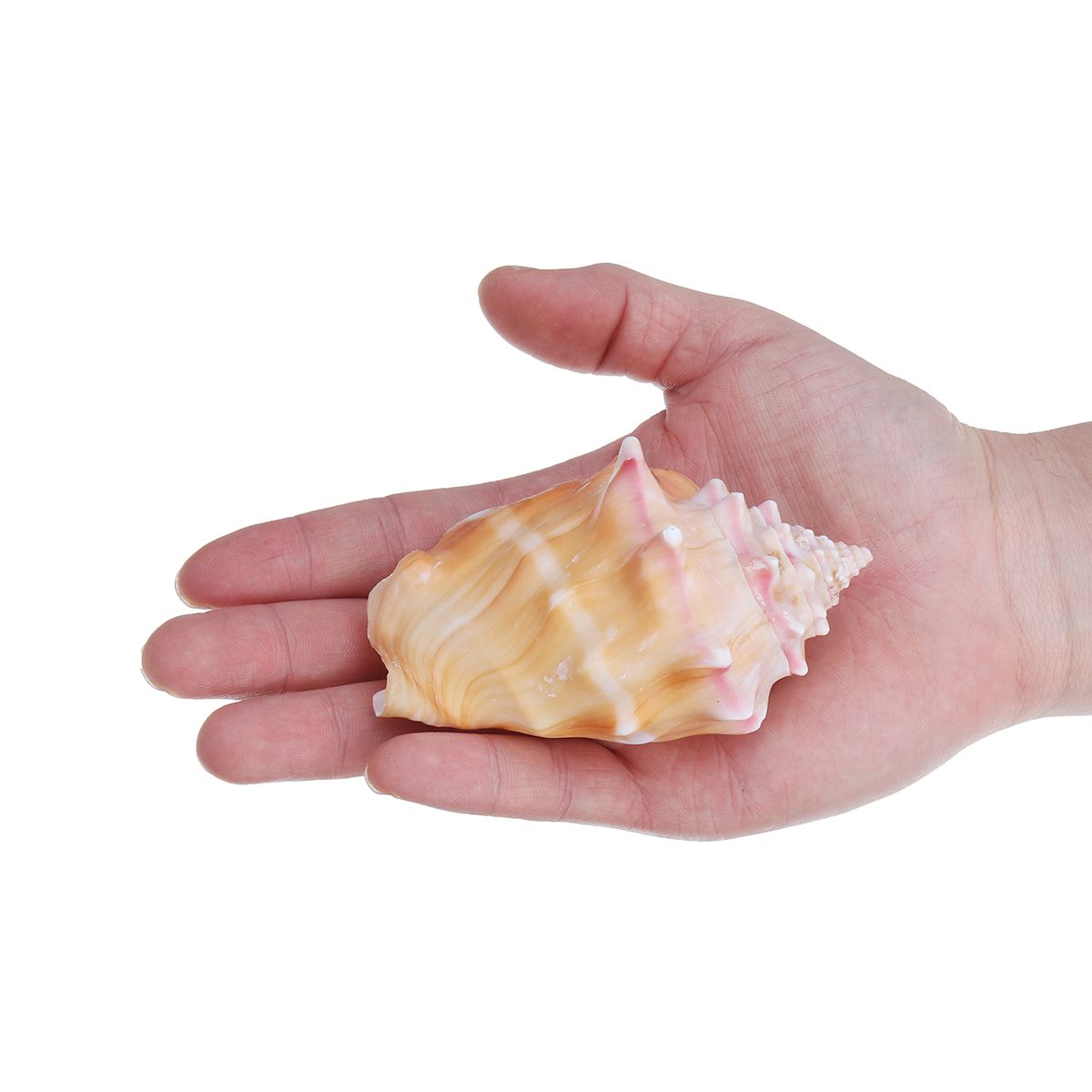 Shell-Conch-Natural-Coral-Ocean-Sea-Beach-Home-Ornament-Fish-Tank-Craft-Decor-1683307