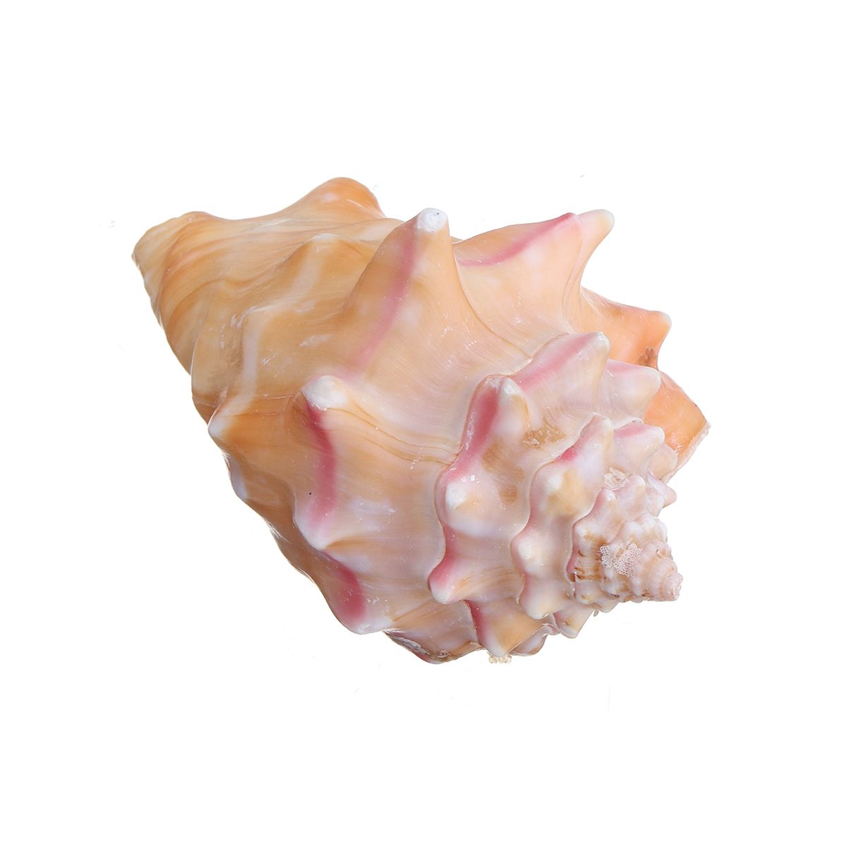 Shell-Conch-Natural-Coral-Ocean-Sea-Beach-Home-Ornament-Fish-Tank-Craft-Decor-1683307