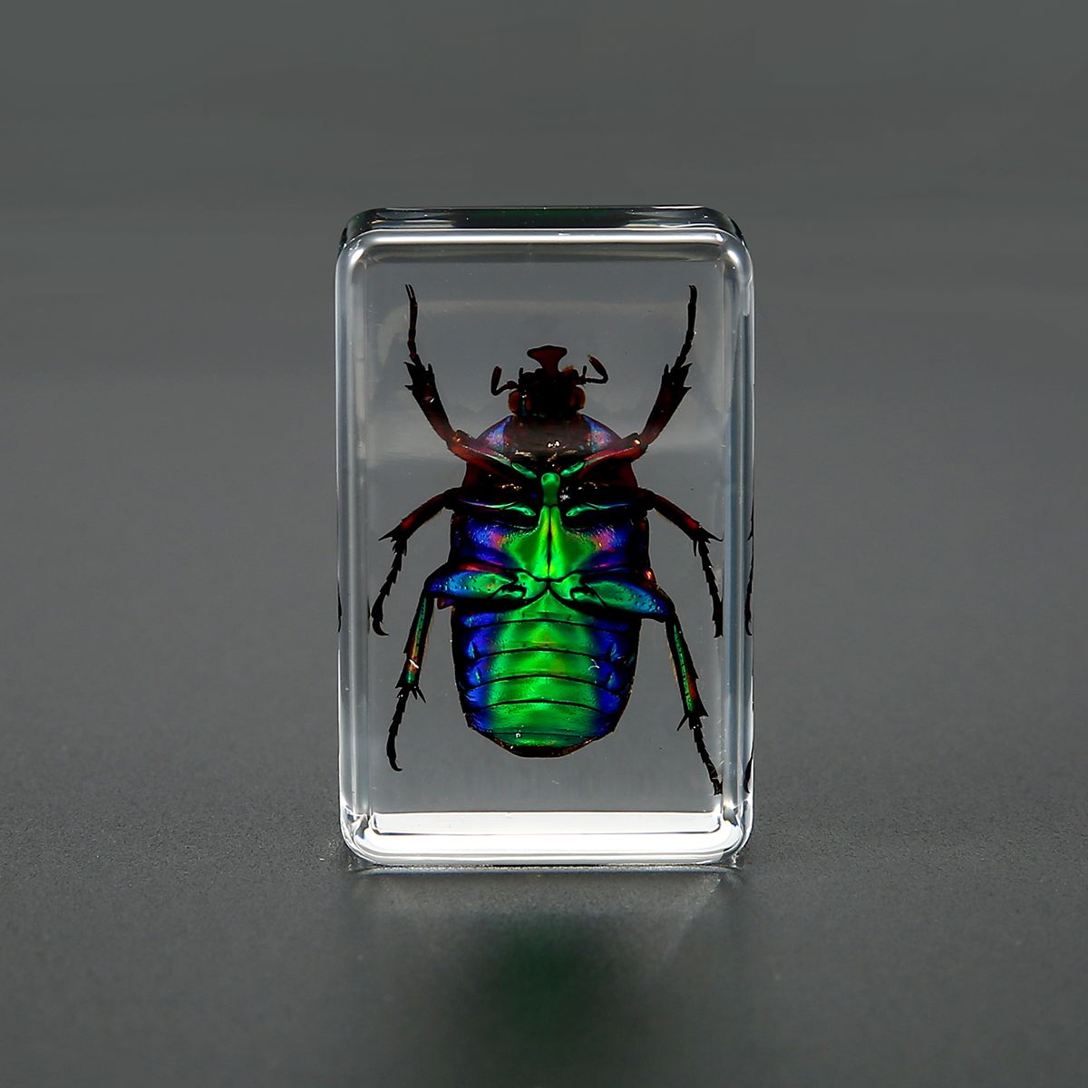Transparent-Insect-Specimen-Rose-Chafer-Beetle-Animal-Insect-Display-Specimen-Educational-Supply-Bio-1531093