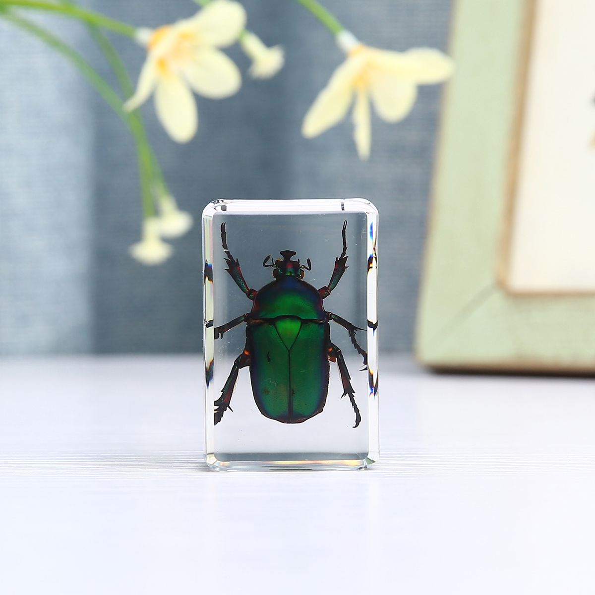 Transparent-Insect-Specimen-Rose-Chafer-Beetle-Animal-Insect-Display-Specimen-Educational-Supply-Bio-1531093