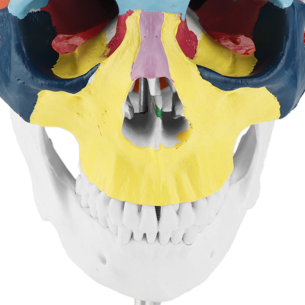 11-Lifesize-Human-Skull-Model-Colored-Skeleton-Set-Head-Bone-Joint-Cervical-Vertebra-Simulation-Medi-1469446