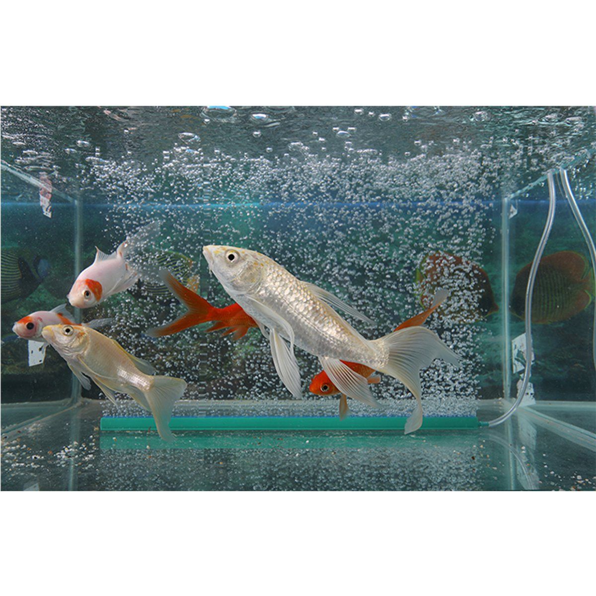 121416-Aquarium-Pond-Air-Strip-Stone-Bubble-Diffuser-Bar-Fish-Tank-Pond-Aerator-Pump-Hydroponics-1354477