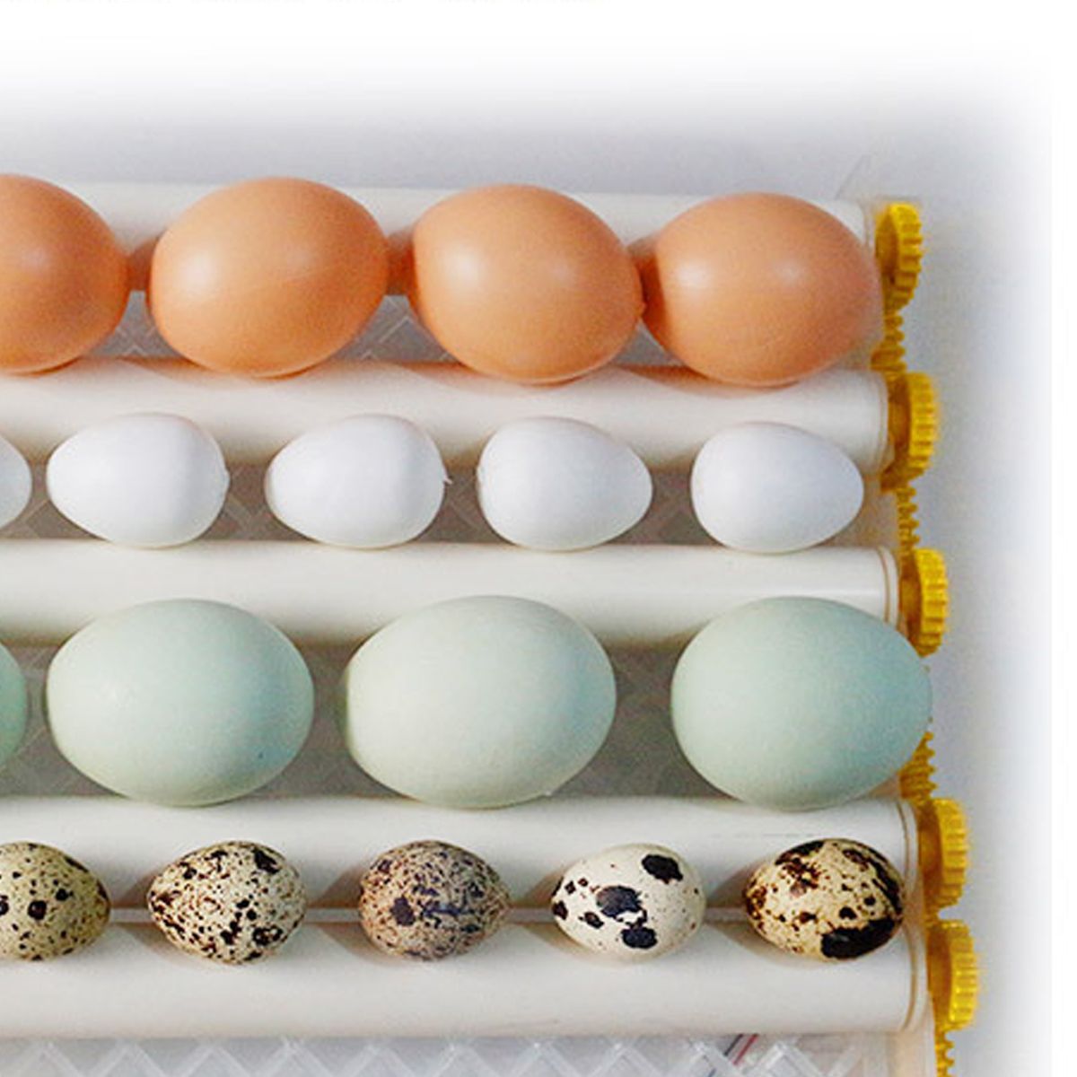 16-Eggs-Egg-Incubator-Fully-Automatic-Incubators-Intelligent-Temperature-Control-Chicken-Duck-Goose--1716426