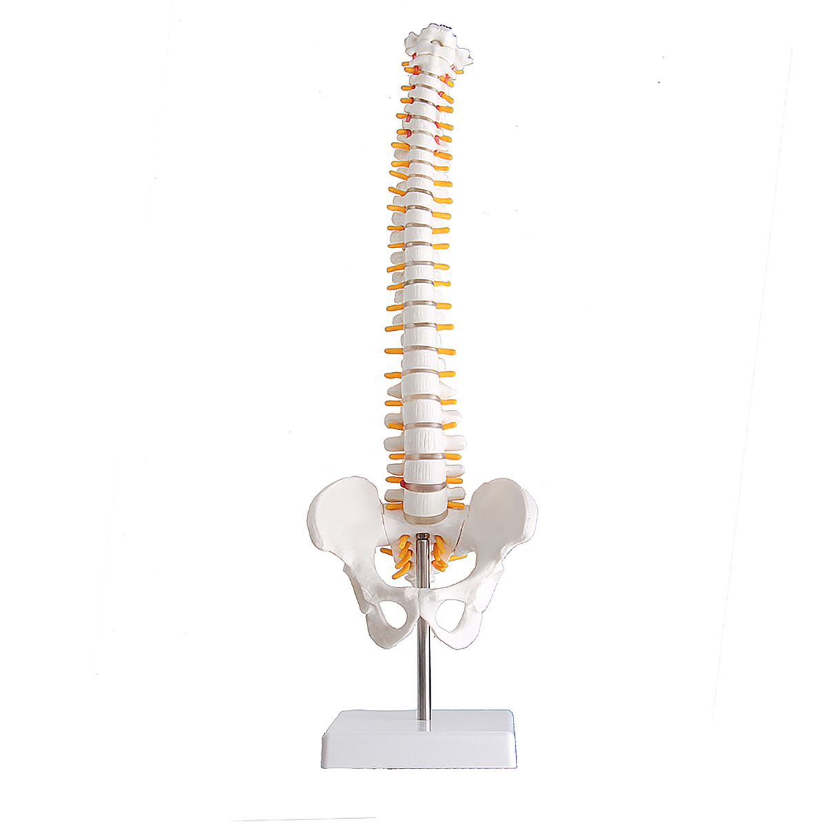 Lifesize-Human-Vertebral-Column-Model-Spine-Anatomy-Model-Vertebrae-Skeleton-Nerves-Medical-Model-1467295