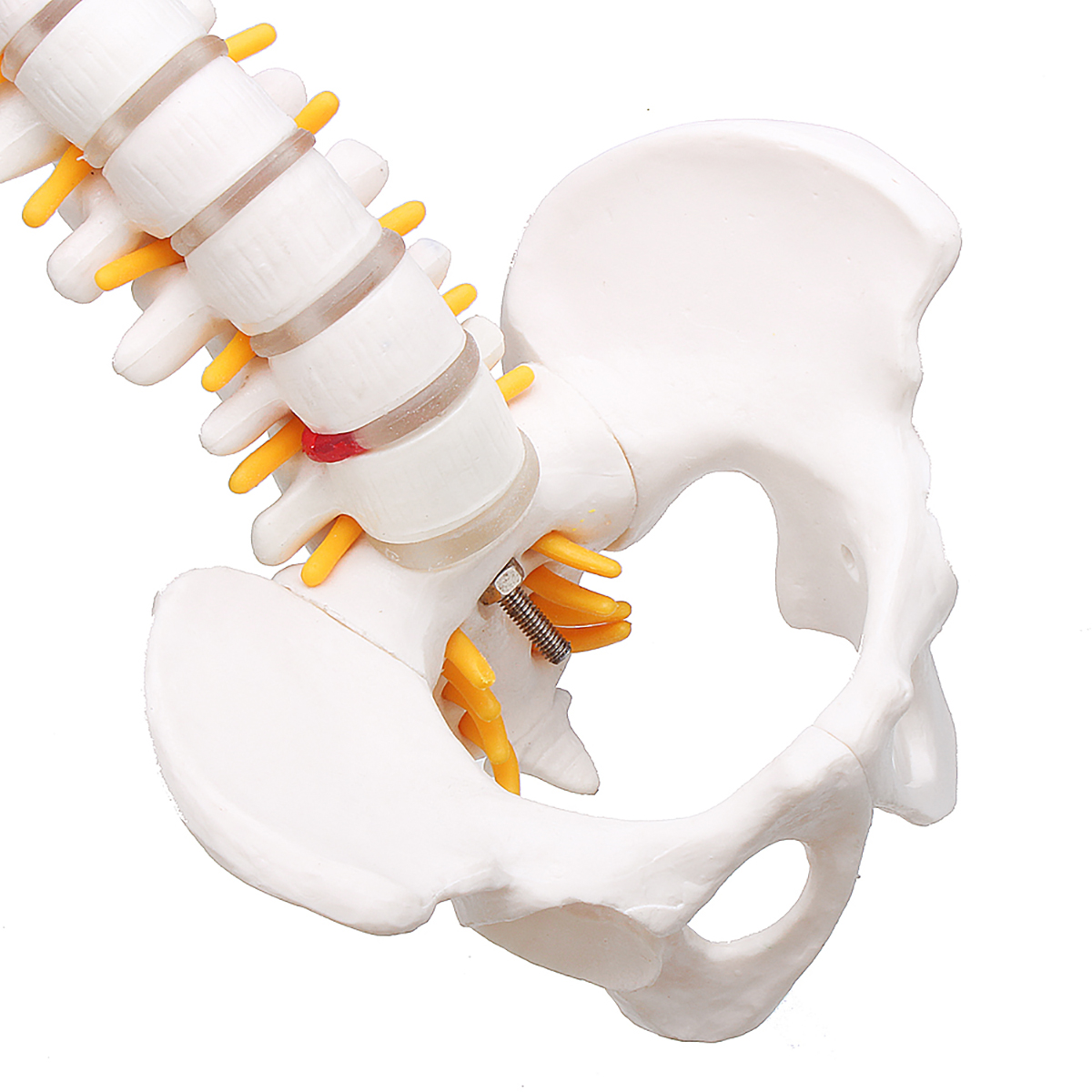 Lifesize-Human-Vertebral-Column-Model-Spine-Anatomy-Model-Vertebrae-Skeleton-Nerves-Medical-Model-1467295
