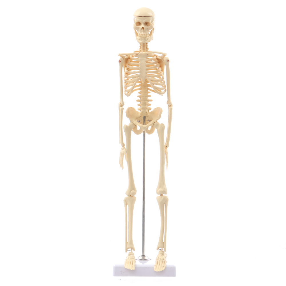 Mini-Detachable-Human-Skeleton-Bone-Model-Removable-Arms-Legs-w-Metal-Stand-Anatomical-Medical-Model-1467128