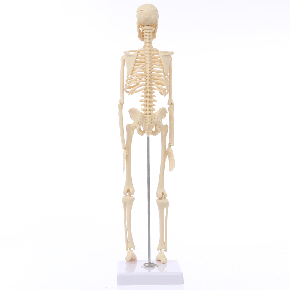 Mini-Detachable-Human-Skeleton-Bone-Model-Removable-Arms-Legs-w-Metal-Stand-Anatomical-Medical-Model-1467128