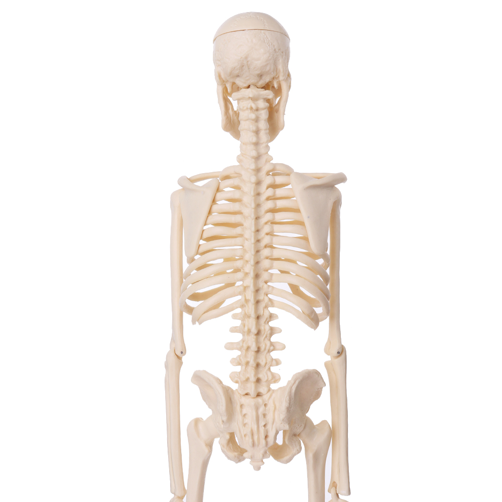 Mini-Detachable-Human-Skeleton-Bone-Model-Removable-Arms-Legs-w-Metal-Stand-Anatomical-Medical-Model-1467128