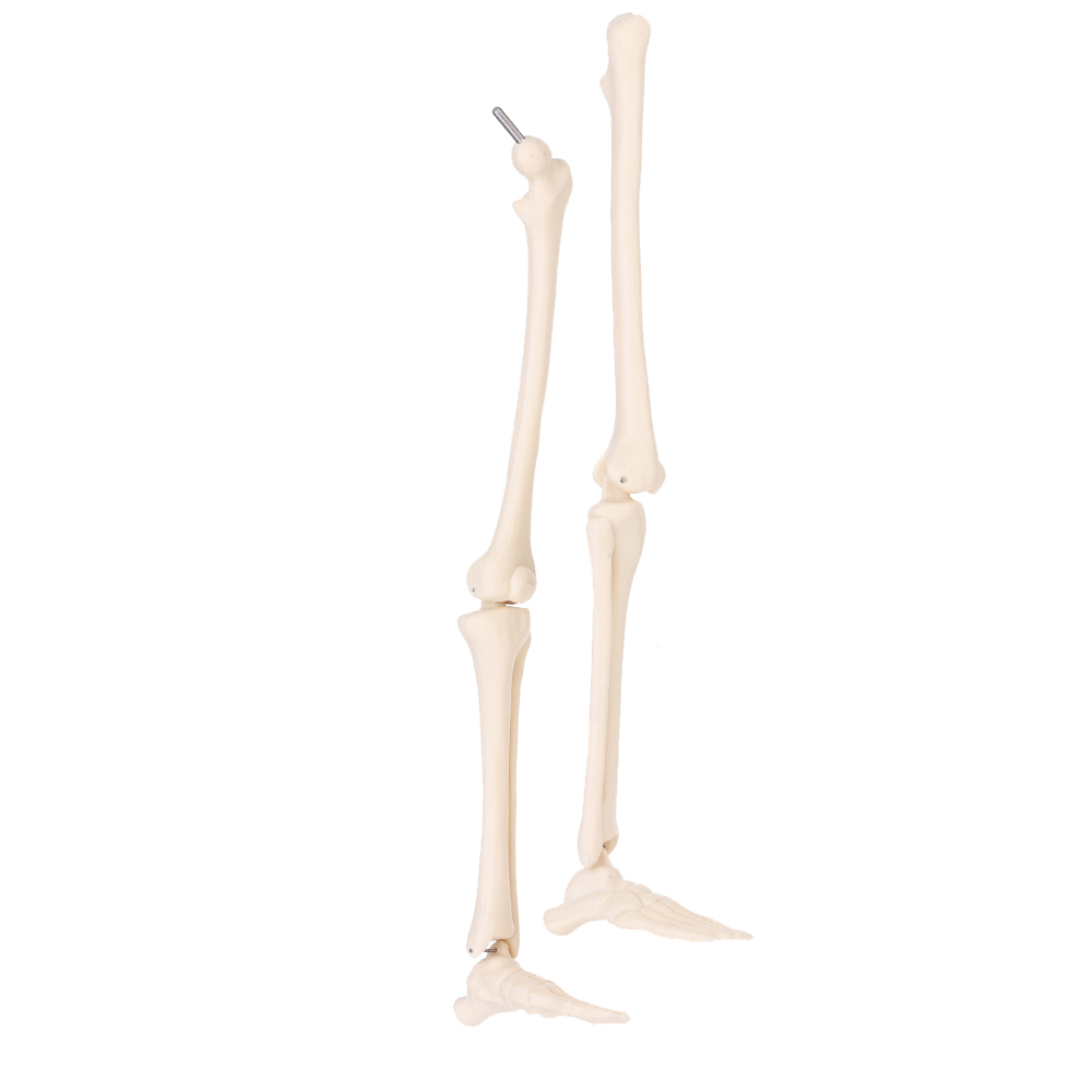 Mini-Detachable-Human-Skeleton-Bone-Model-Removable-Arms-Legs-w-Metal-Stand-Anatomical-Medical-Model-1467128