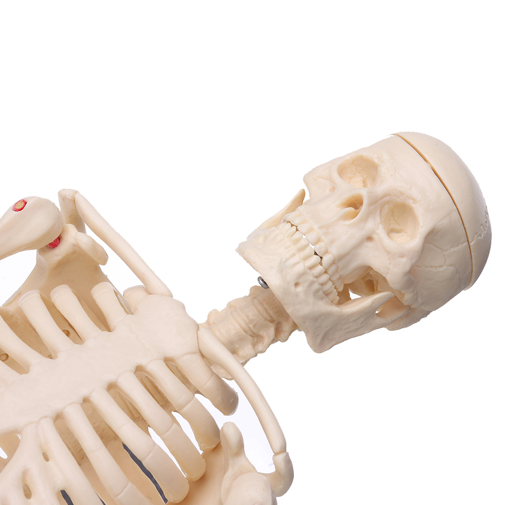 Mini-Detachable-Human-Skeleton-Bone-Model-Removable-Arms-Legs-w-Metal-Stand-Anatomical-Medical-Model-1467128