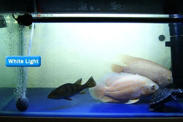 18CM-Aquarium-Fish-Tank-Waterproof-LED-Light-Bar-Submersible-927279